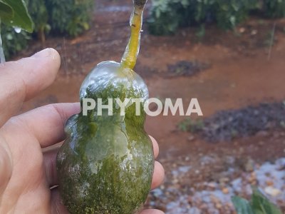 Aguacates